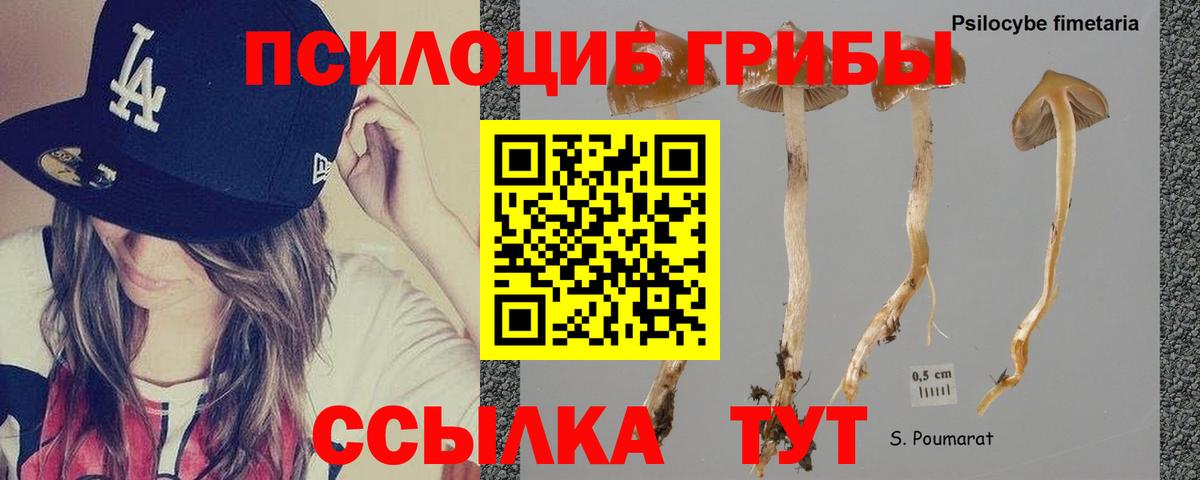 Галлюциногенные грибы Psilocybine cubensis Энгельс